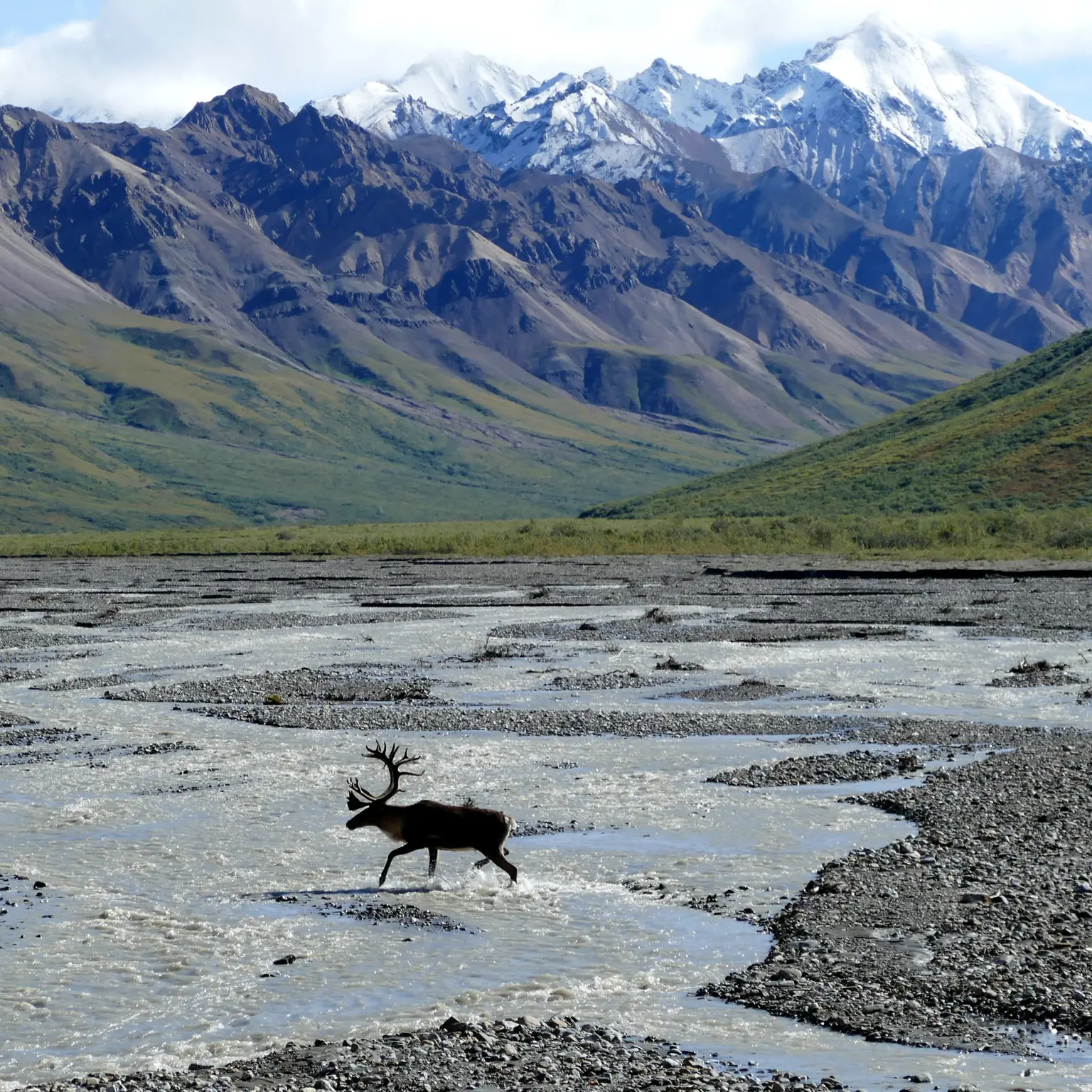 Bestaune die unberührte Umgebung des Denali Nationalpark
